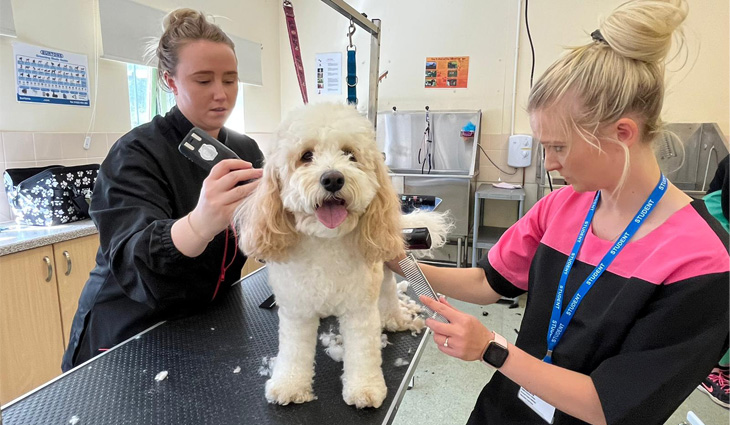 Dog Grooming – South Staffordshire College