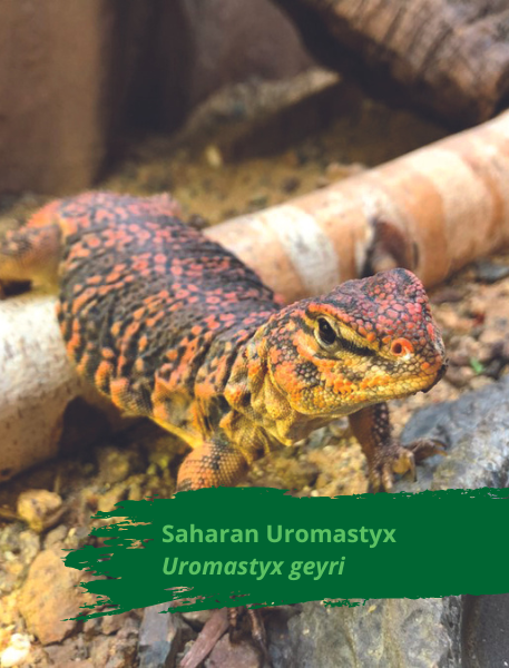 Saharan Uromastyx