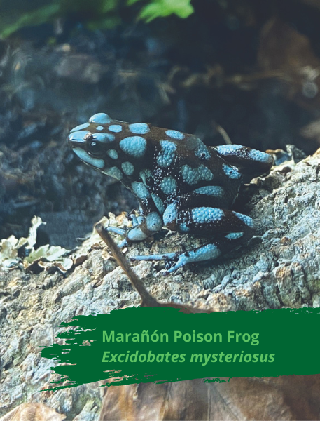 Marañón Poison Frog