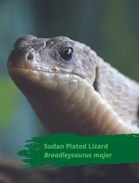 Sudan Plated Lizard