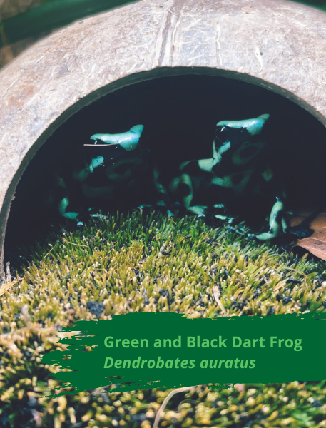 Green and Black Dart Frog