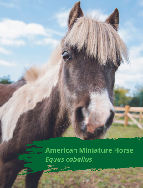 American Miniature Horse