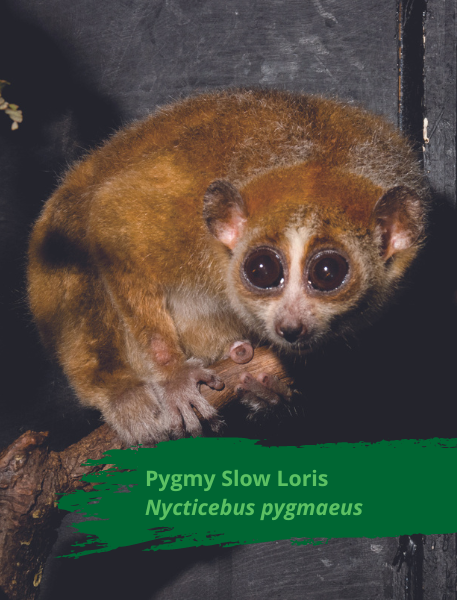 Photo of Pygmy Slow Loris