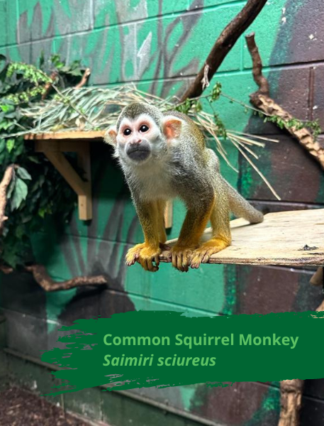 Photo of a Common squirrel monkey leaning on a wooden perch