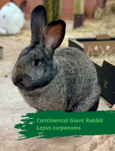 Continental Giant Rabbit