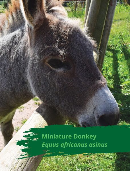 Photo of Miniature Donkey