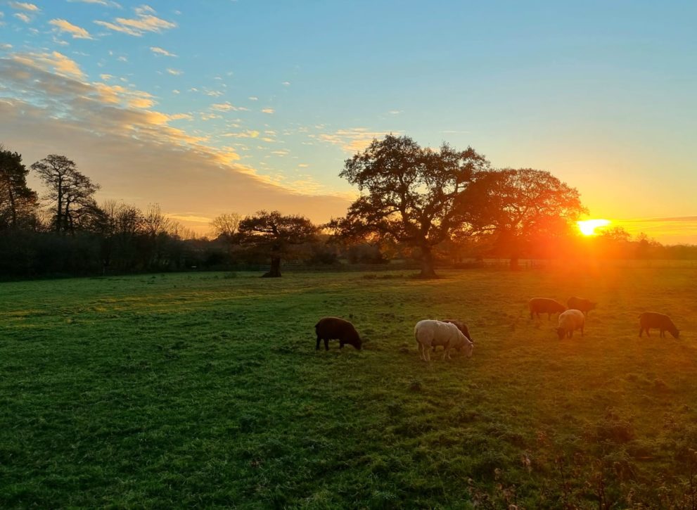 Rodbaston Sunset