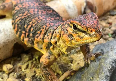 A Uromastyx reptile