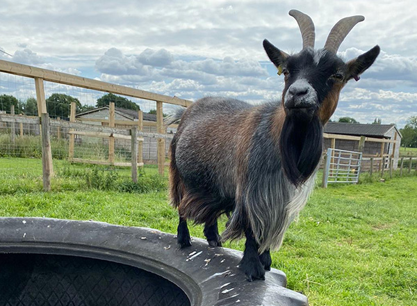 An African Pygmy Goat standing on a tyre