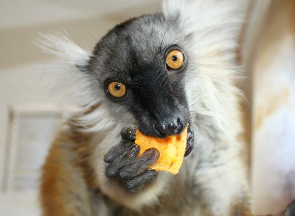 A female Black Lemur eating fruit