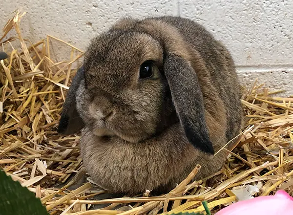 A brown floppy eared rabbit