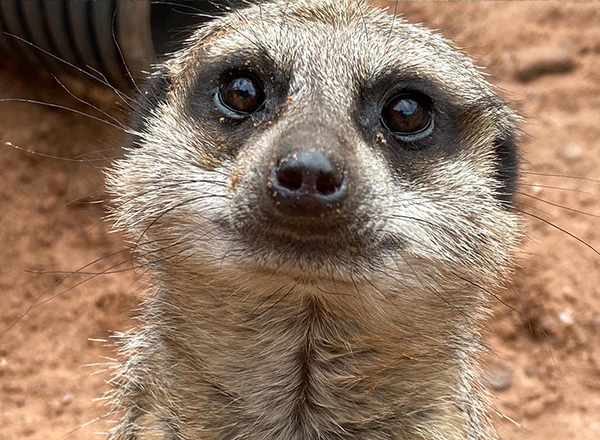 A close up of a meerkat's face