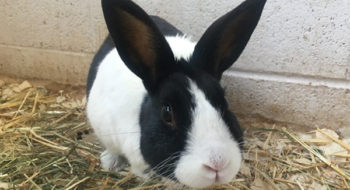 Black & white rabbit