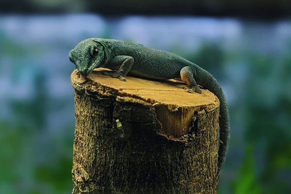 Turquois dwarf gecko