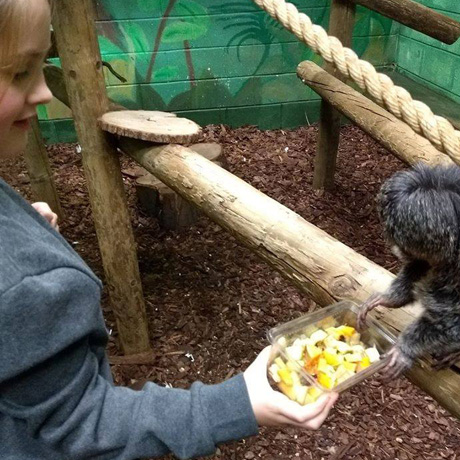 A junior feeding a monkey