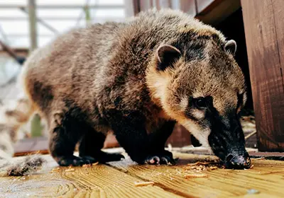 A coati at the Animal Zone