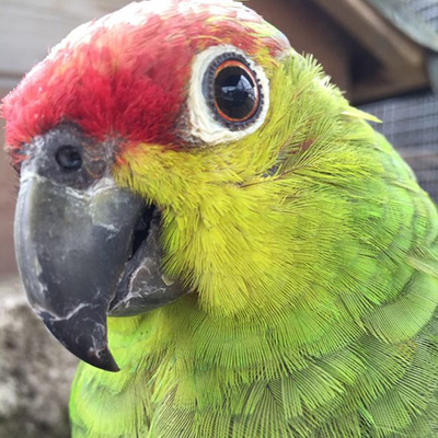 PJ the Ecuadorian Amazon Parrot