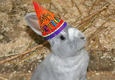 Rabbit in a party hat