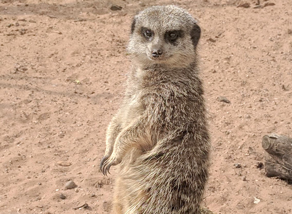 A meerkat standing up looking at camera