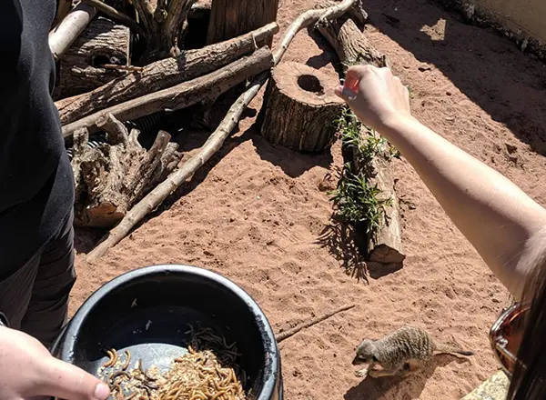 A visitor feeding a meerkat