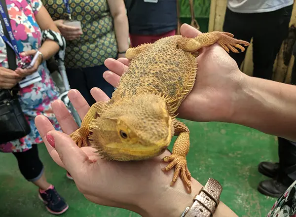 A Bearded Dragon