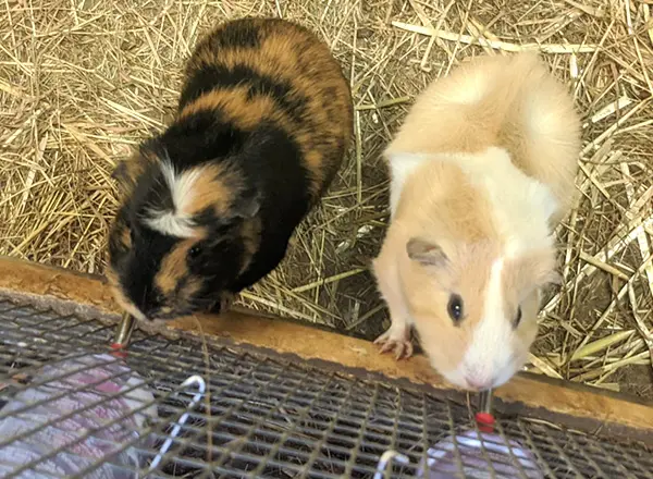 Two guinea pigs drinking water