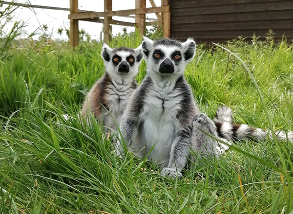 Two lemurs sitting in long grass looking at the camera