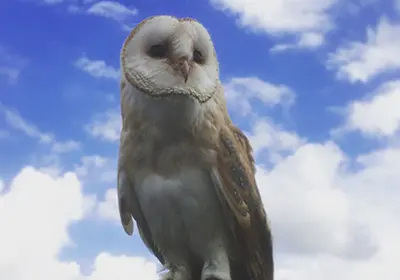 A Barn Owl