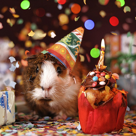 Hamster in a party hat