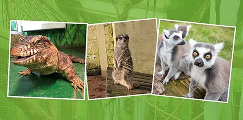 Montage of photos of animal at Rodbaston Animal Zone