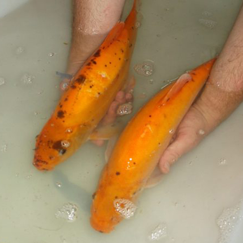 Two golden tench being held in the water at Rodbaston Aquaculture