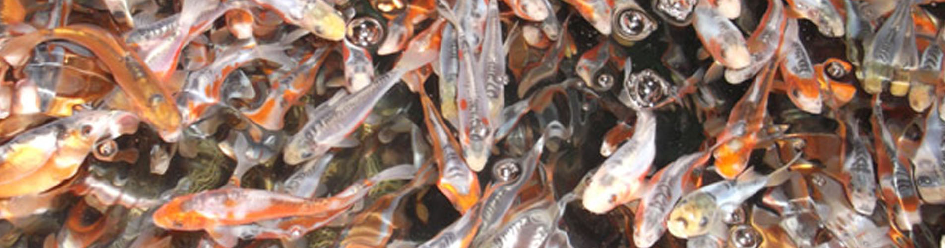 Rodbaston Aquaculture Fish