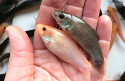 Person holding golden and green tench