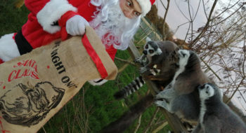 Santa with ring tailed lemurs