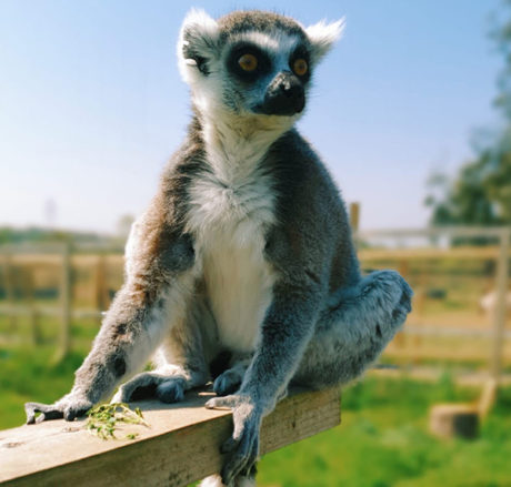 Sid - our Ring Tailed Lemur