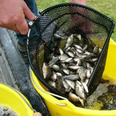 Rodbaston Aquaculture Carp in a net