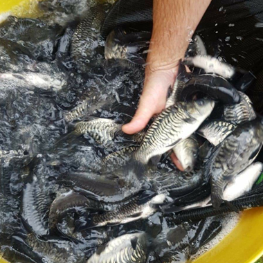 Person reaching in a bucket to pull out a fish