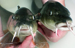 Two barbel fish