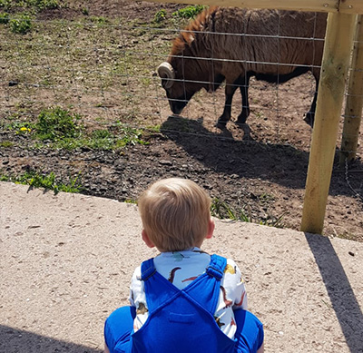 A young boy looking at sheep