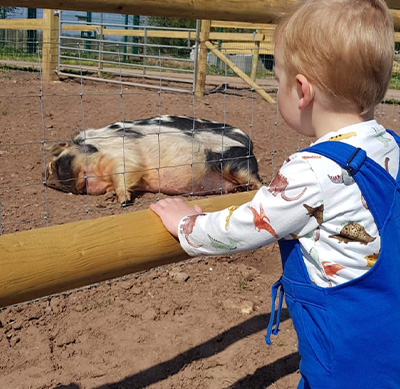 A young child looking at a pig