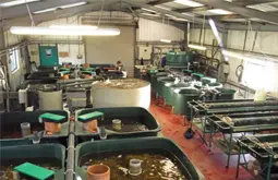 Growing Room at Rodbaston Aquaculture