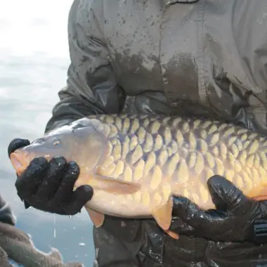 Person holding a large fish from Rodbaston Aquaculture