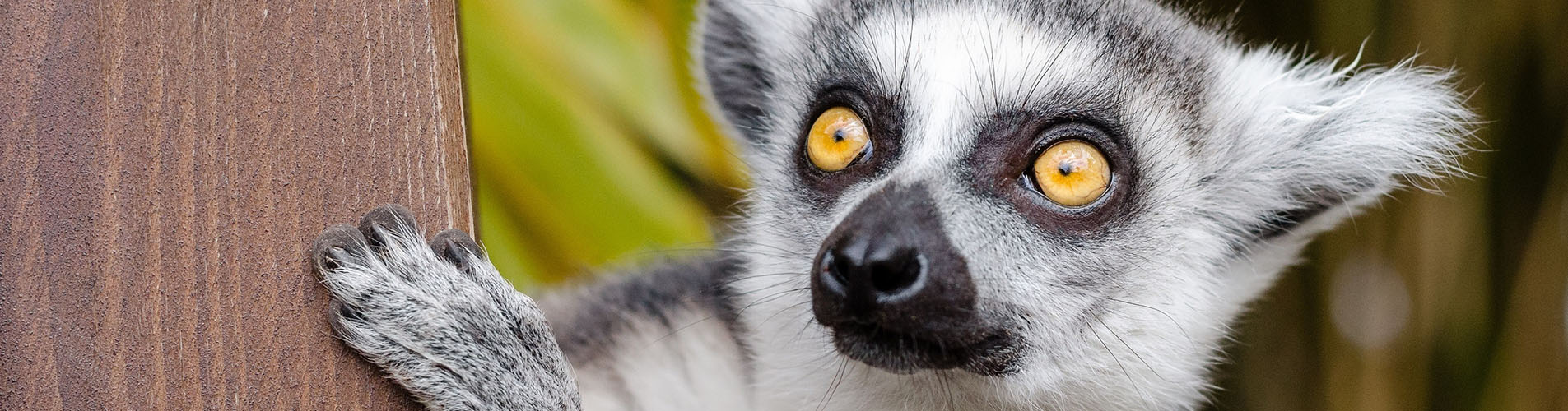 A close-up of a lemur's face and ear