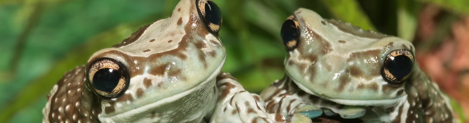 Two Amazon Milk Frogs