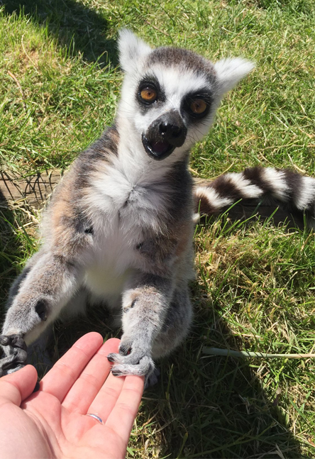 Lemur touching a persons hand with his paw