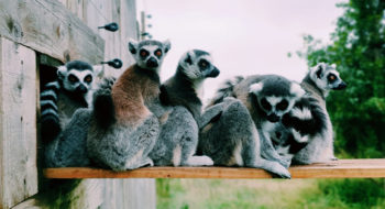 A group of lemus