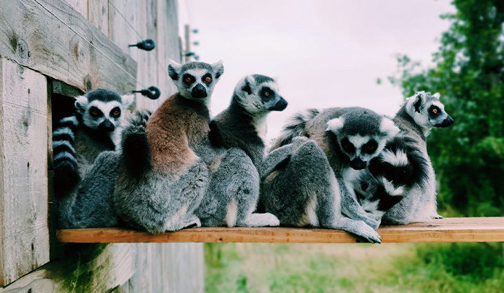 A group of lemus