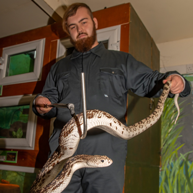 Photo of student Tyler French holding a snake with a snake hook