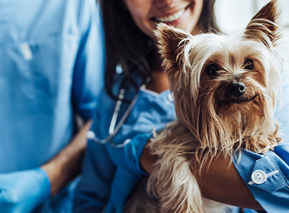 Veterinary nurse holding a dog