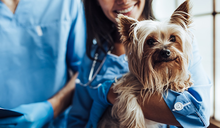 Veterinary nurse holding a dog